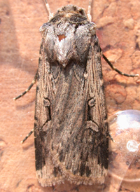 Subterranean Dart
